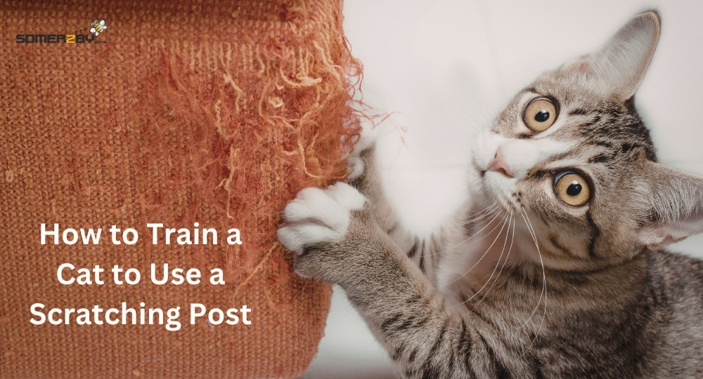 How to Train a Cat to Use a Scratching Post