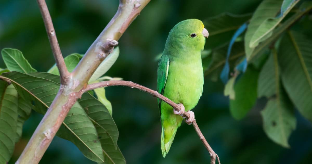 parrotlet