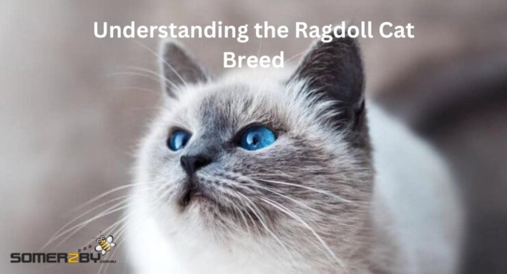 Understanding the Ragdoll Cat Breed