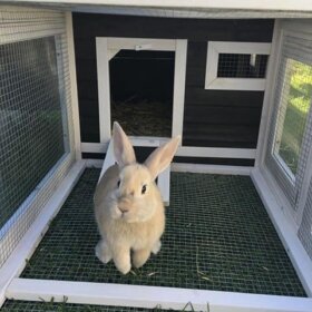 Rabbits
