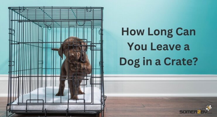 How long can you leave a dog in a crate