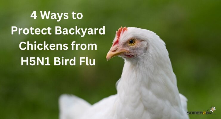 4 Ways to Protect Backyard Chickens from HSN1 Bird Flu